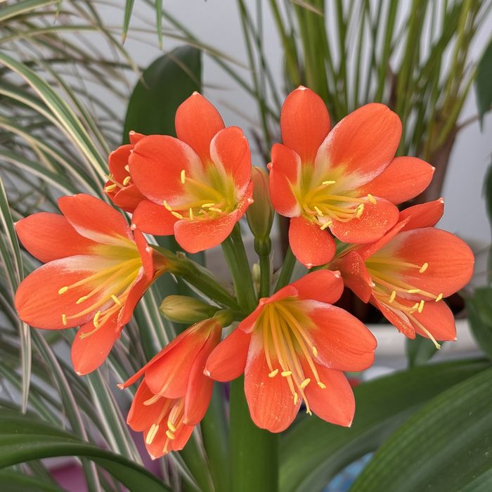 Foto 20